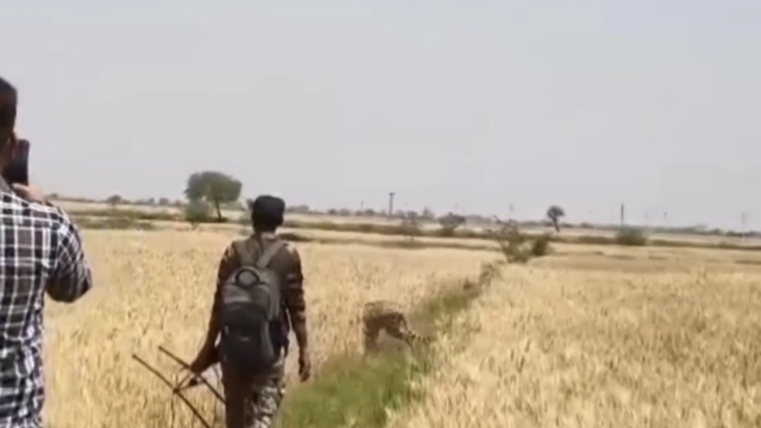 CHEETAHS MOVEMENT RAJASTHAN