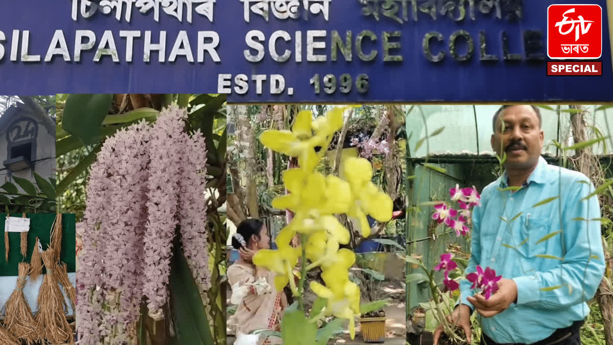 Orchids at Silapathar Science College