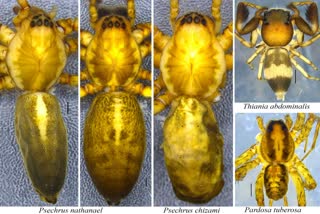 New Species of Spiders in India