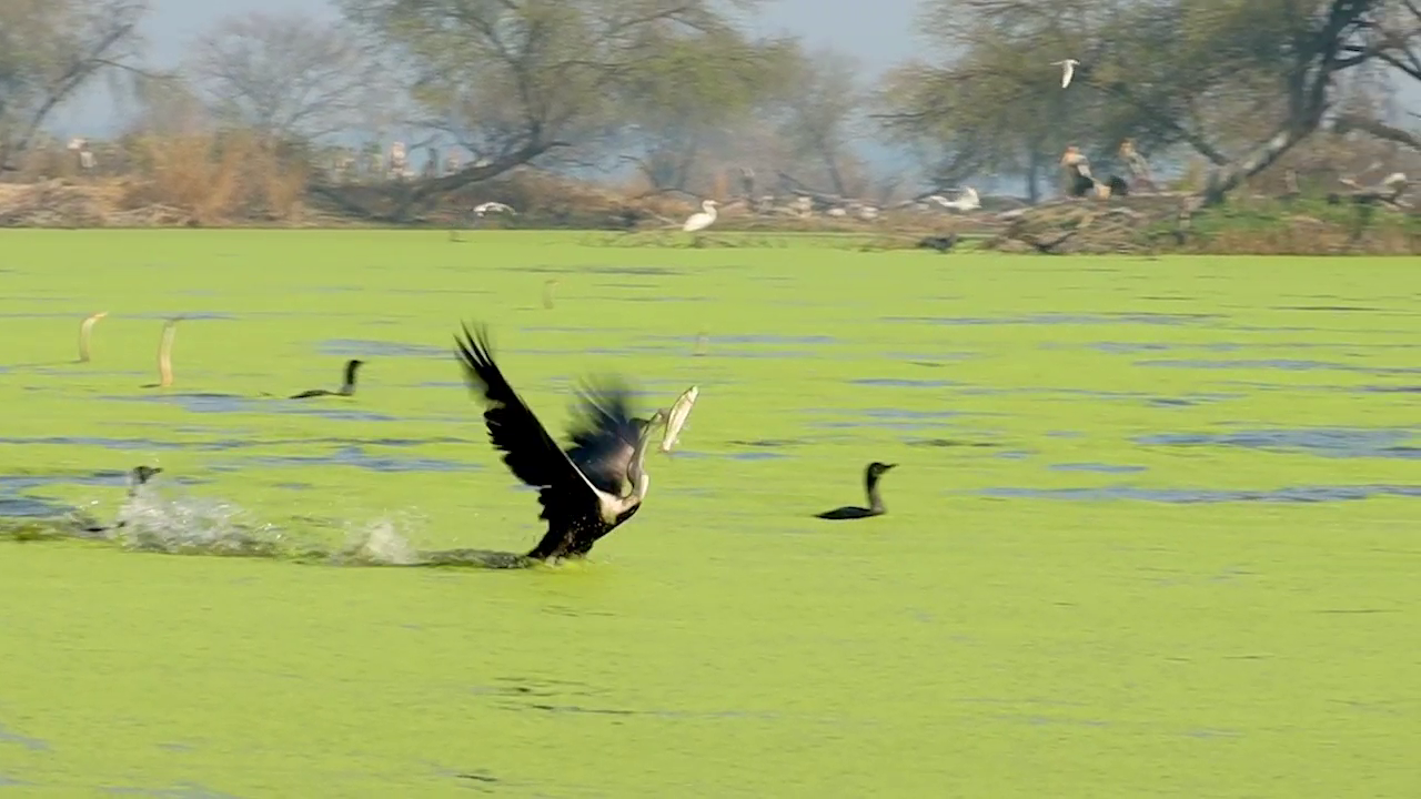 Wildlife Photographers' Delight: Why The Darter Is Called The Snake Bird At Rajasthan's Keoladeo National Park