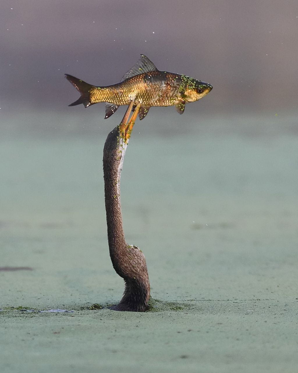 Wildlife Photographers' Delight: Why The Darter Is Called The Snake Bird At Rajasthan's Keoladeo National Park