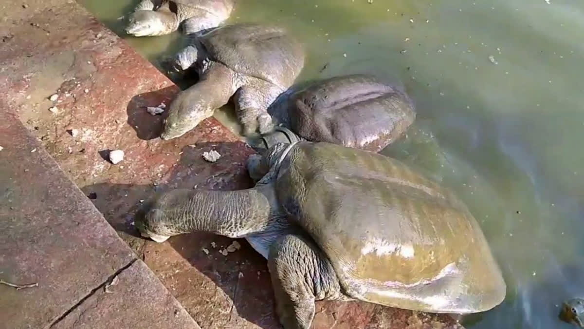Keoladeo National Park shelters eight of Rajasthan's 10 turtle species, acting as a crucial centre for conservation and research.