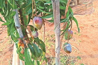 Worlds Costliest Mango Grows in Jagityala: Miyazaki Cultivation Yields Fruit in Telangana