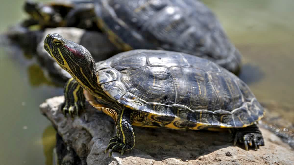 World Turtle Day