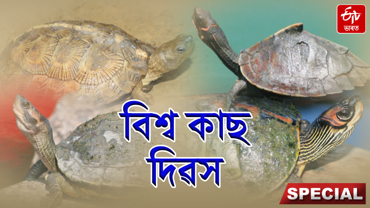 World turtle day, A report on extinction and conservation of various species of turtles