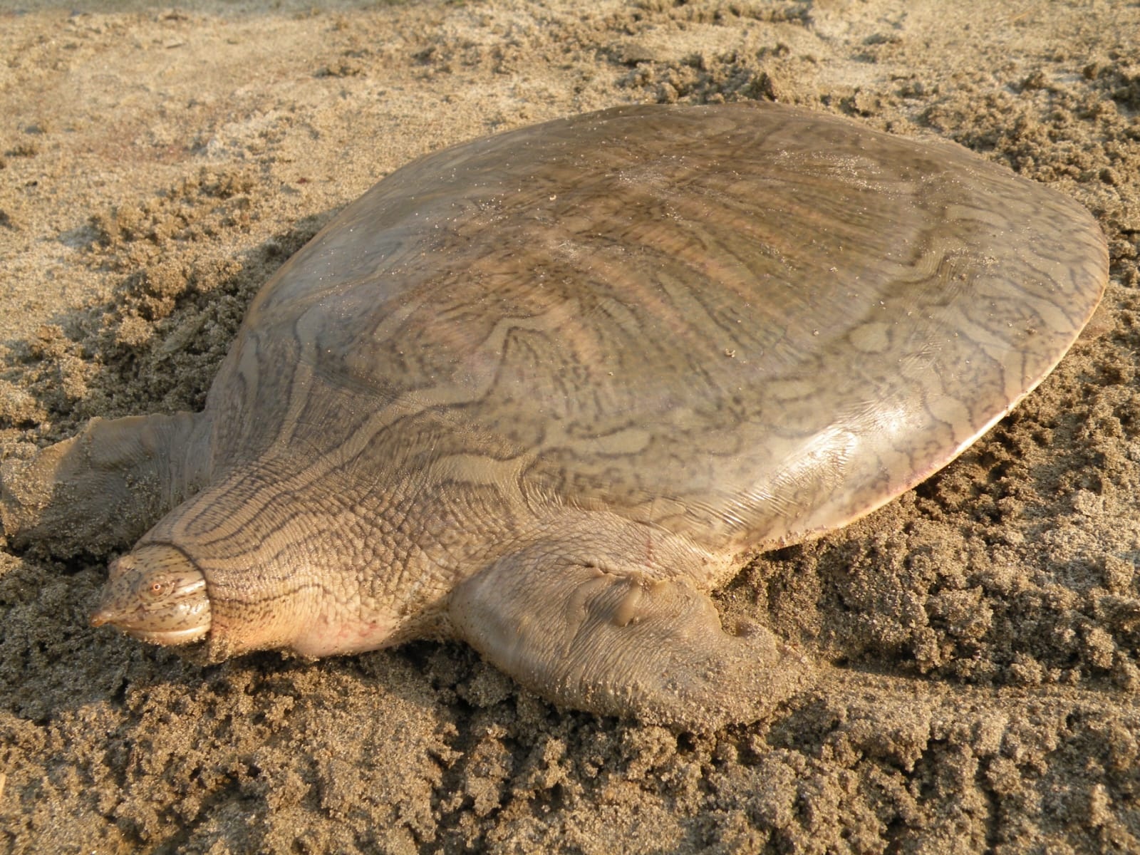 World Turtle Day