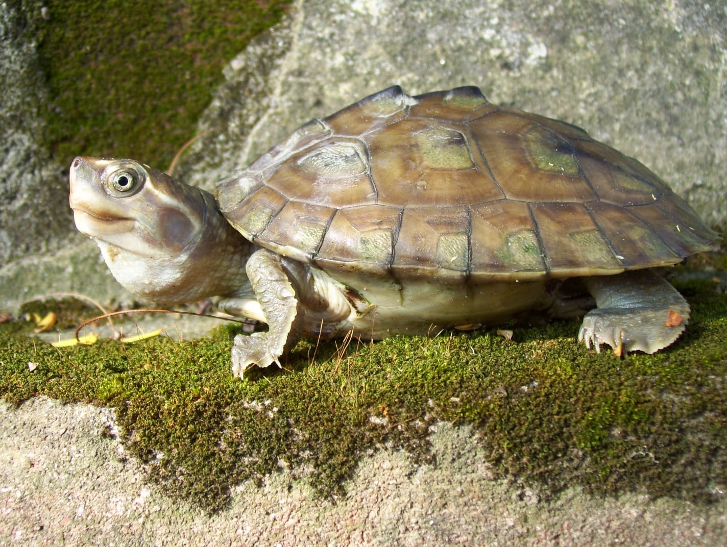 World Turtle Day