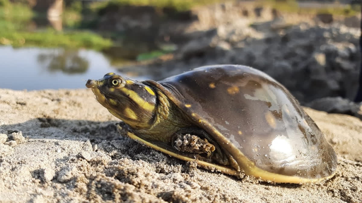 World Turtle Day