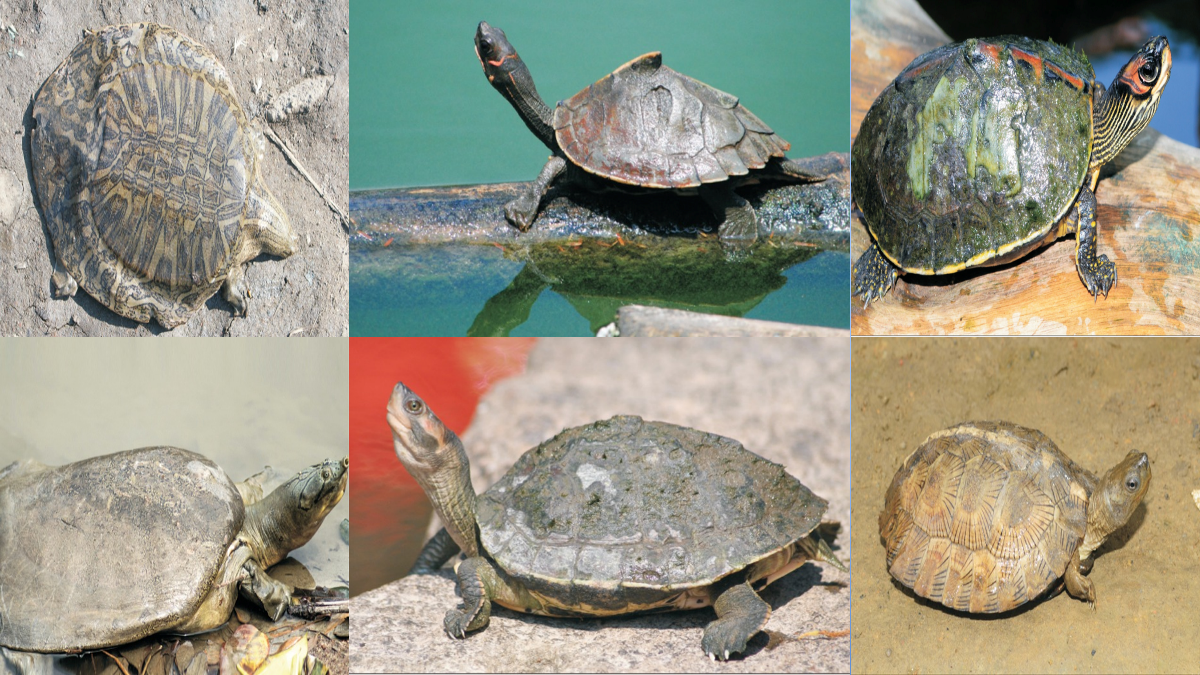 World turtle day