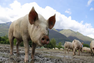 Nagaland Intensifies ASF Containment Measures; Pork Sale Banned In Several Districts