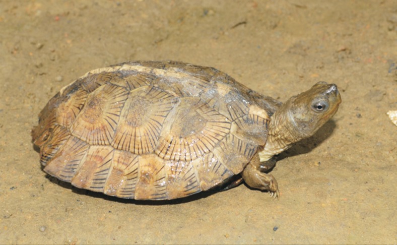 World turtle day, A report on extinction and conservation of various species of turtles