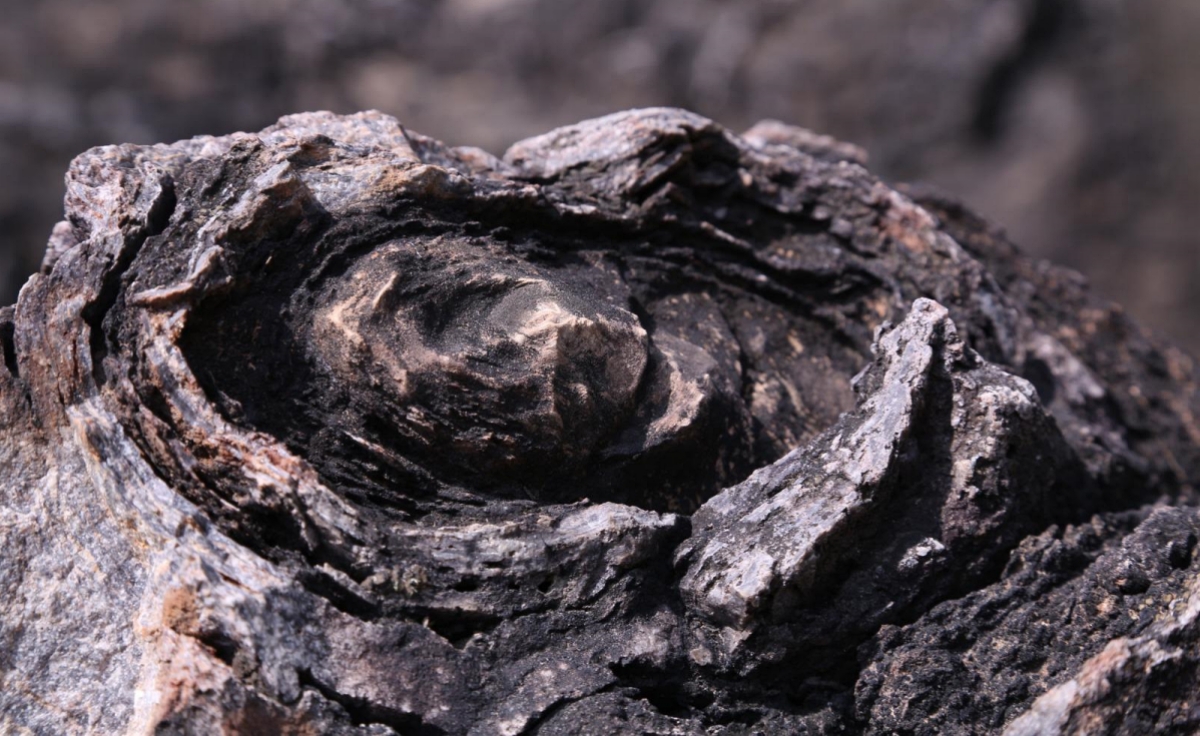 1.4-Billion-Year-Old Salkhan Fossils Bring Global Spotlight To Uttar Pradesh, Added To UNESCO Tentative List