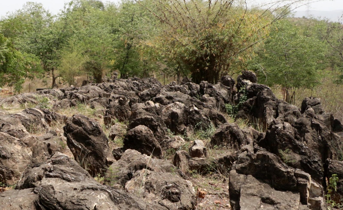 1.4-Billion-Year-Old Salkhan Fossils Bring Global Spotlight To Uttar Pradesh, Added To UNESCO Tentative List
