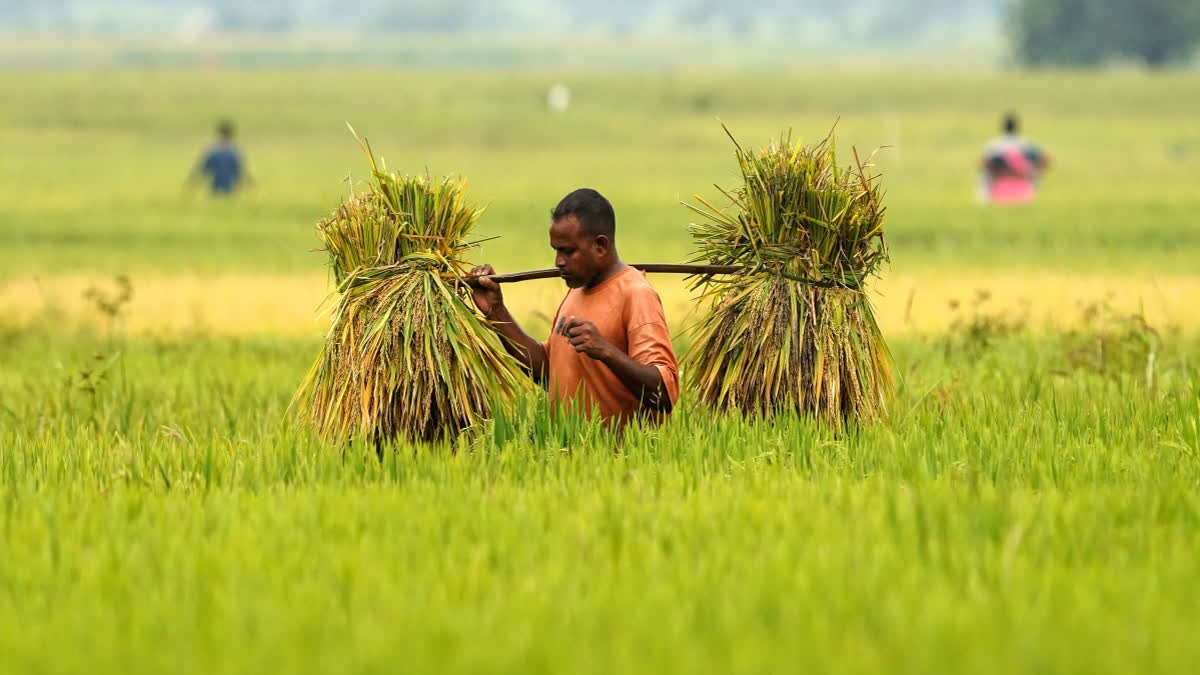 Centre Reviews Kharif Preparedness Amid El Nino Issue Kharif Crops