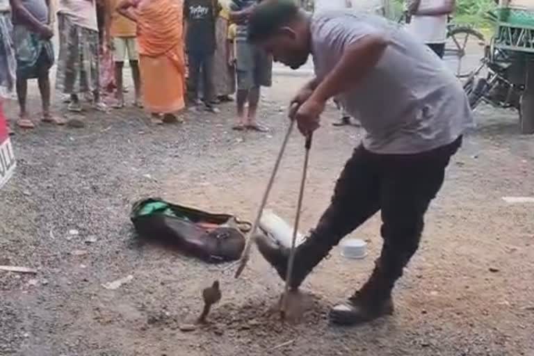सांप चूहे के खेल में फंसा चश्माधारी नाग, वन विभाग ने बचाई जान