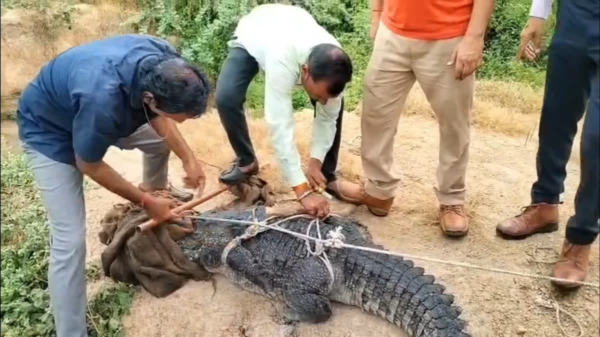 Kota's 'Crocodile Man' Has Rescued Over 800 Reptiles as Human-Wildlife Encounters Rise
