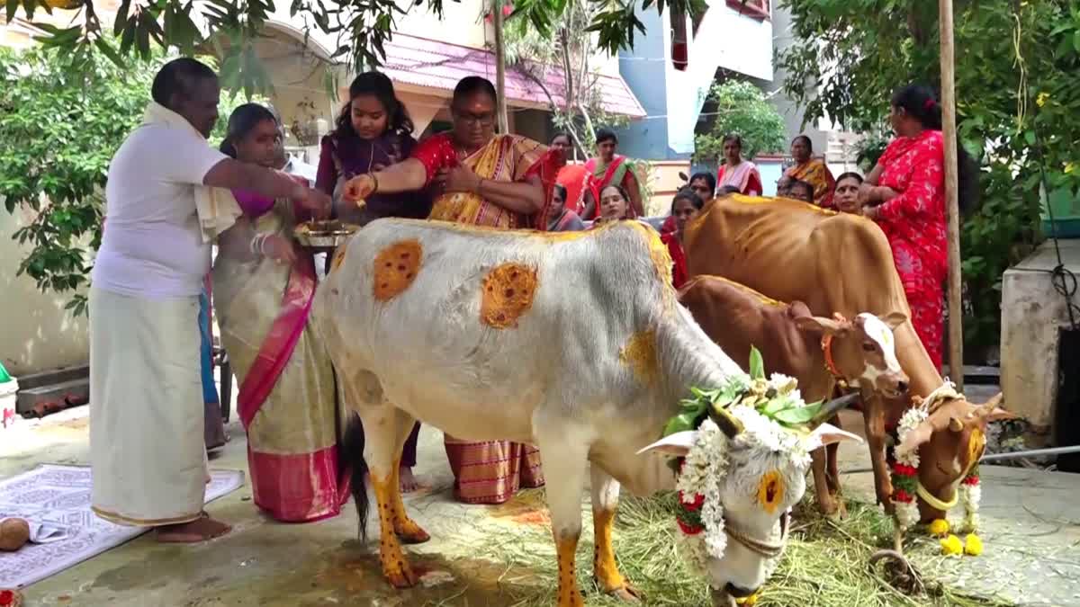 Gomatha Seemantham and Calf Barasala Function