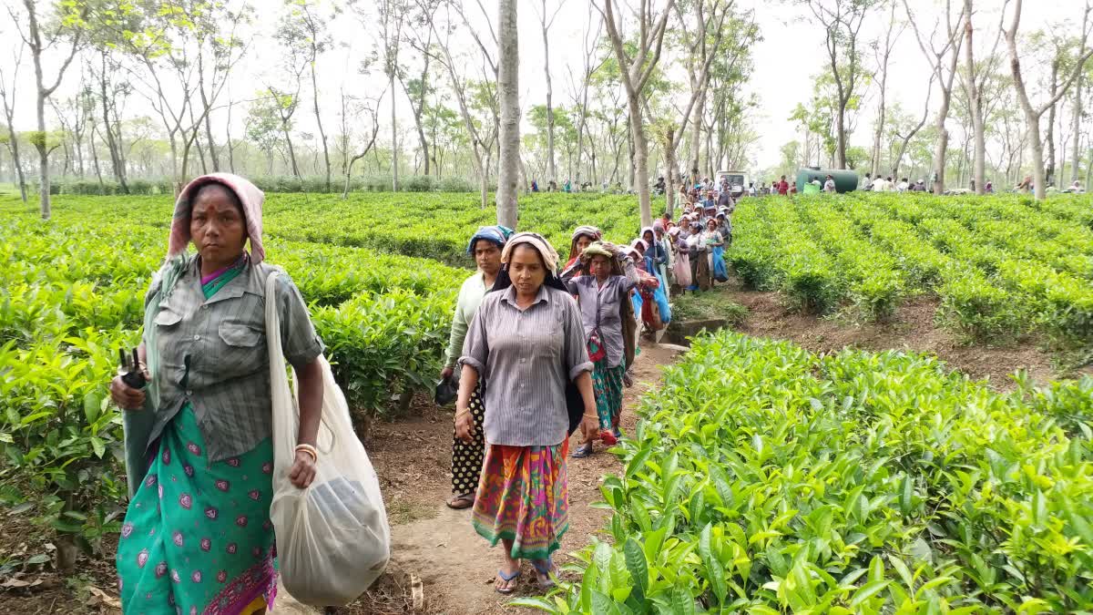 PUJA BONUS FOR TEA GARDEN WORKERS