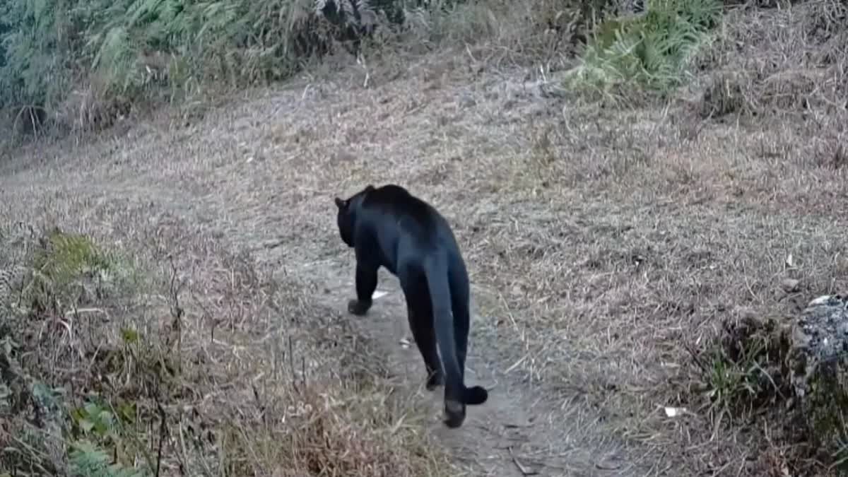 MELANISTIC LEOPARD IN KURSEONG