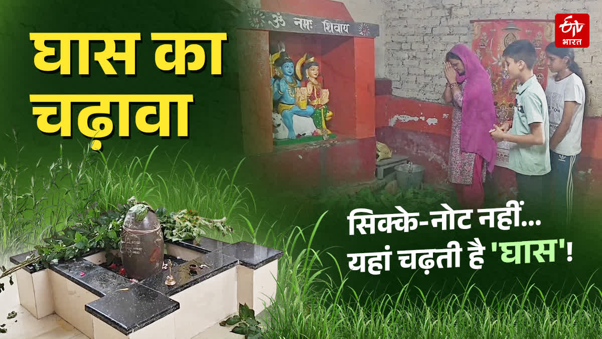 मंदिर में चढ़ावे के तौर पर घास चढ़ाते हैं लोग