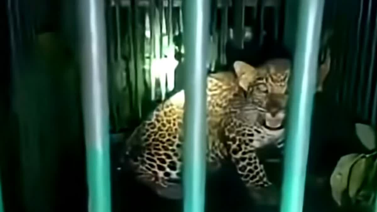 Almora Leopard Terror