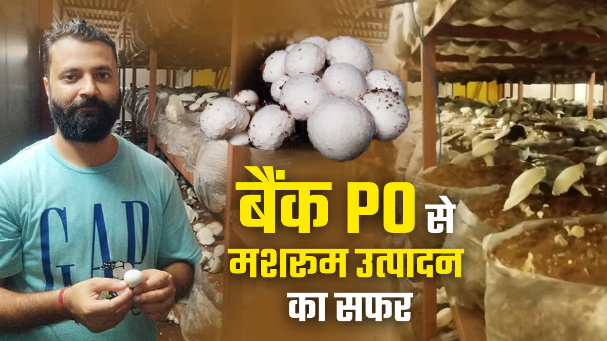 Himachal Mushroom Cultivation