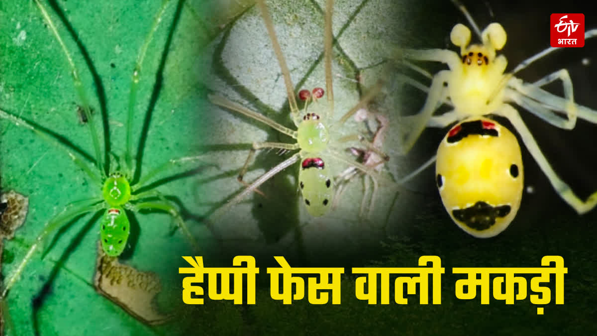 Himalayan Happy Face Spider