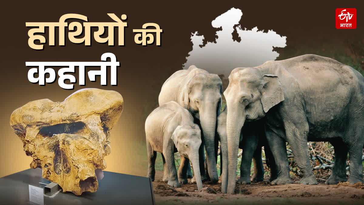 UJJAIN MUSEUM ELEPHANT BRAIN FOSSIL