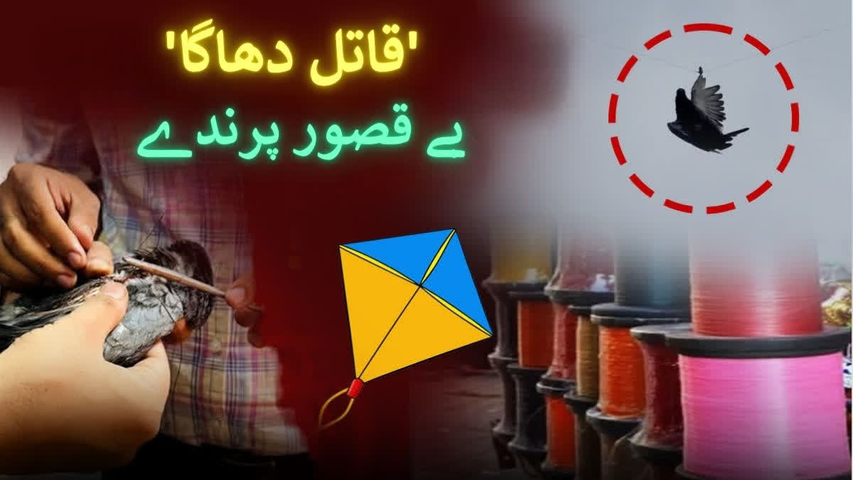 زندگی کی ڈور کاٹتا چائنیز مانجھا: 'وہ چیخ نہیں سکتے، بس تڑپ سکتے ہیں'؛ ...بے زبان پرندوں کے لیے موت کا کھیل بنی پتنگ بازی chinese manjha snapping the thread of life kite flying and lethal manjha snatching away freedom of birds, Urdu News