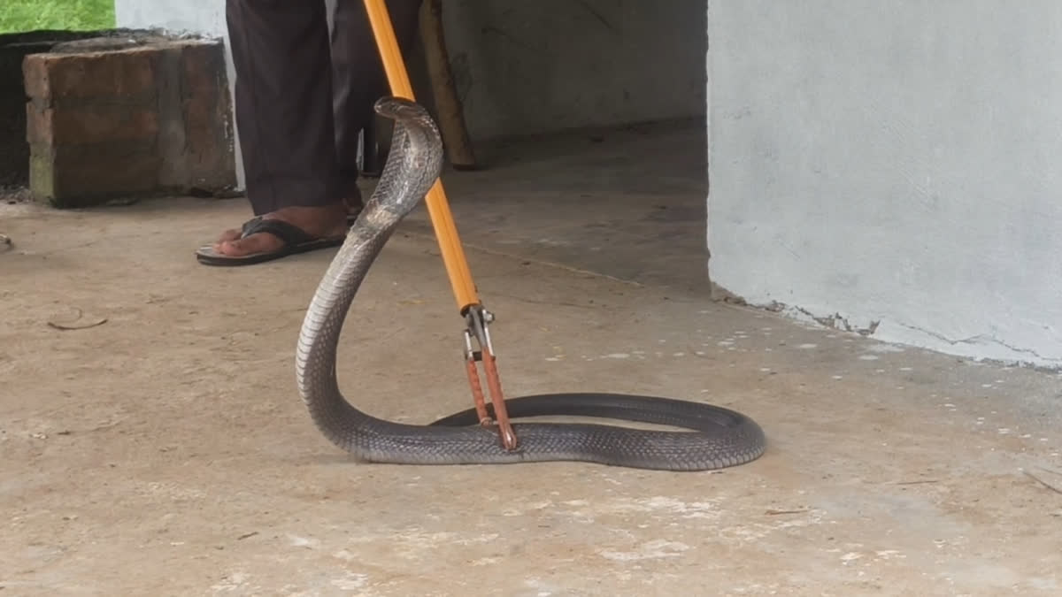 Cobra found in a farm room in Malikpur Bangar village Yamunanagar