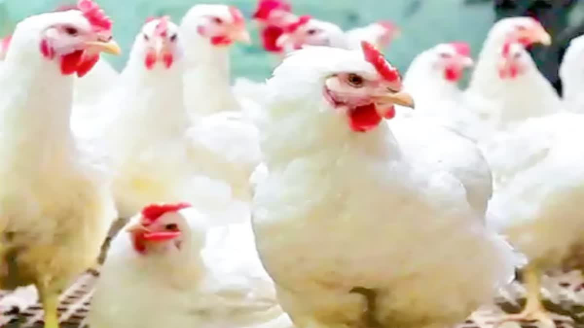 Chicken Price Decrease in AP