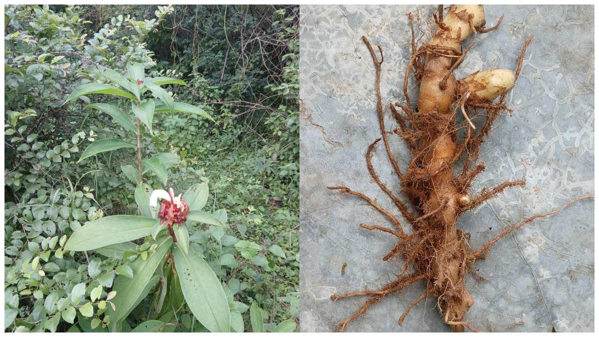 PANNA MEDICINAL PLANT FOUND