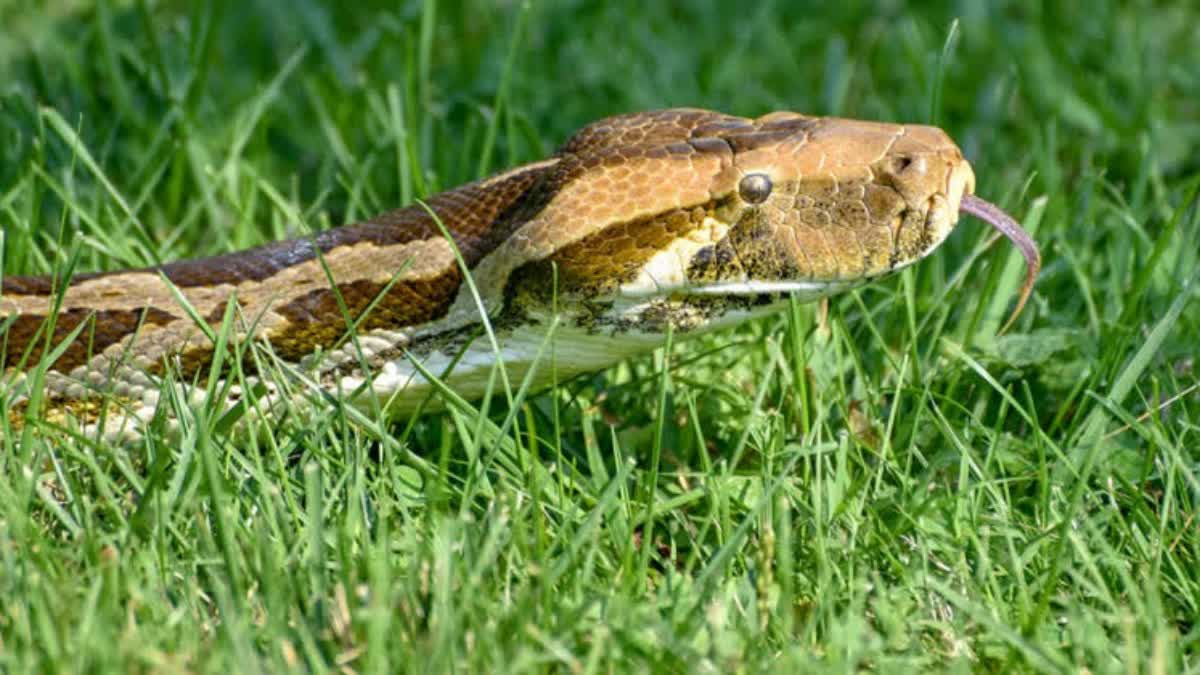 PYTHON CAUGHT IN MATIALI