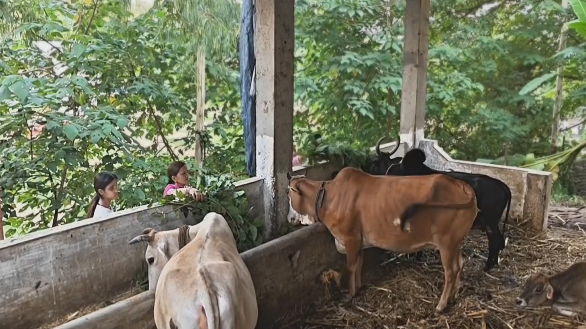 गौवंश को खिलाया जाता है चढ़ावे में चढ़ा हुआ चारा
