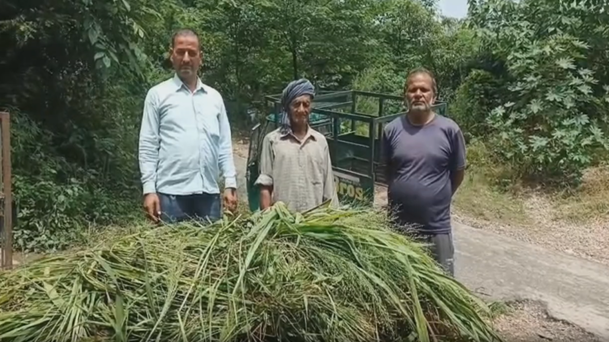 चारा चढ़ाने मंदिर पहुंचे लोग