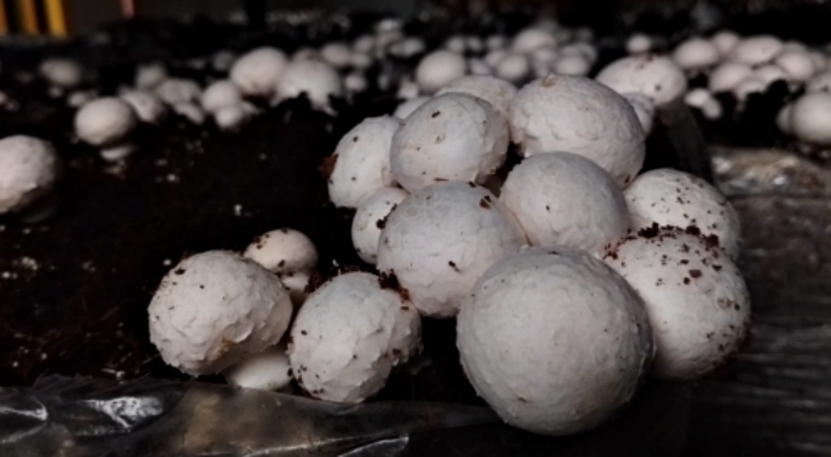 Himachal Mushroom Cultivation