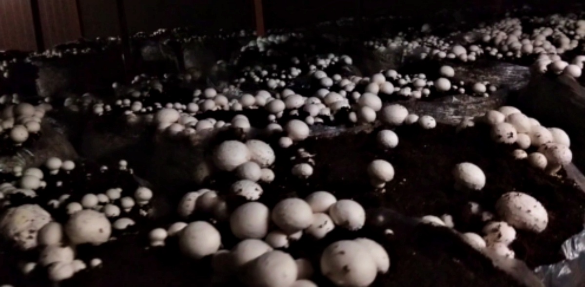 Himachal Mushroom Cultivation