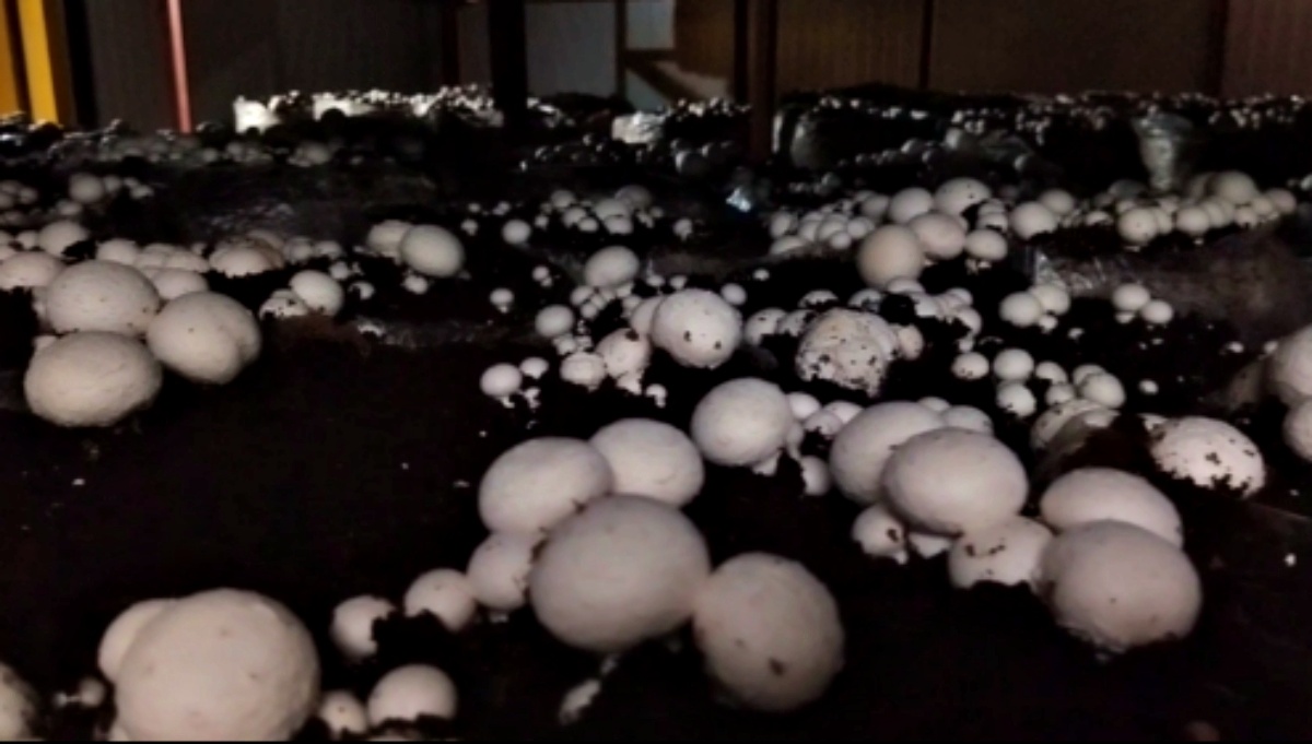 Himachal Mushroom Cultivation