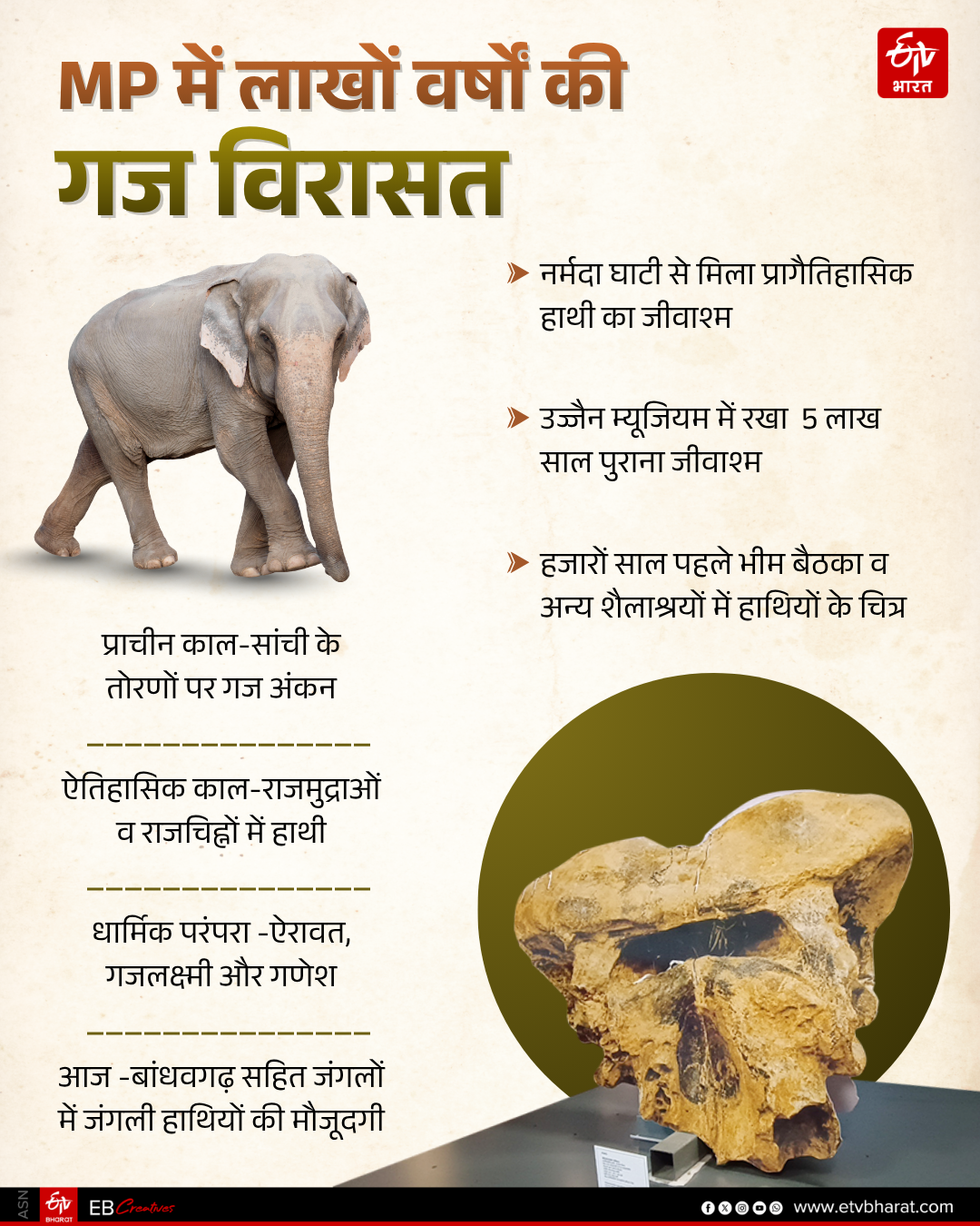 NARMADA ELEPHANT BRAIN FOSSIL