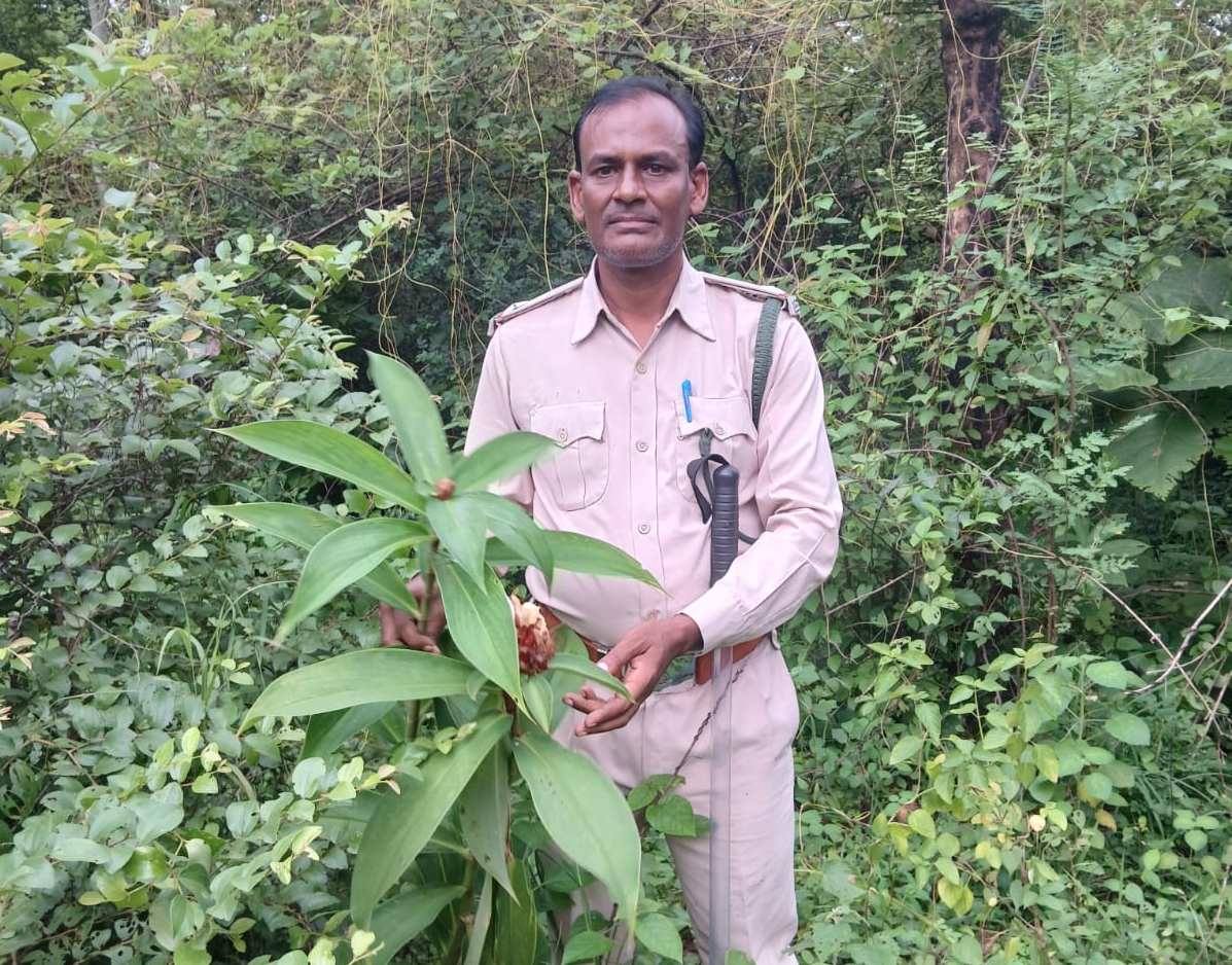 PANNA MEDICINAL PLANT FOUND