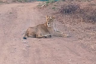 Lioness Sunaina Death