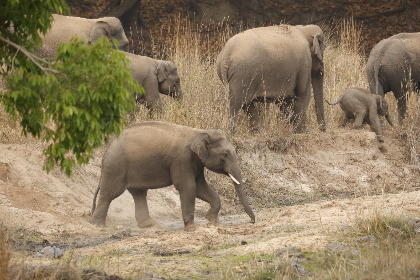 BANDHAVGARH TIGER RESERVE ELEPHANT