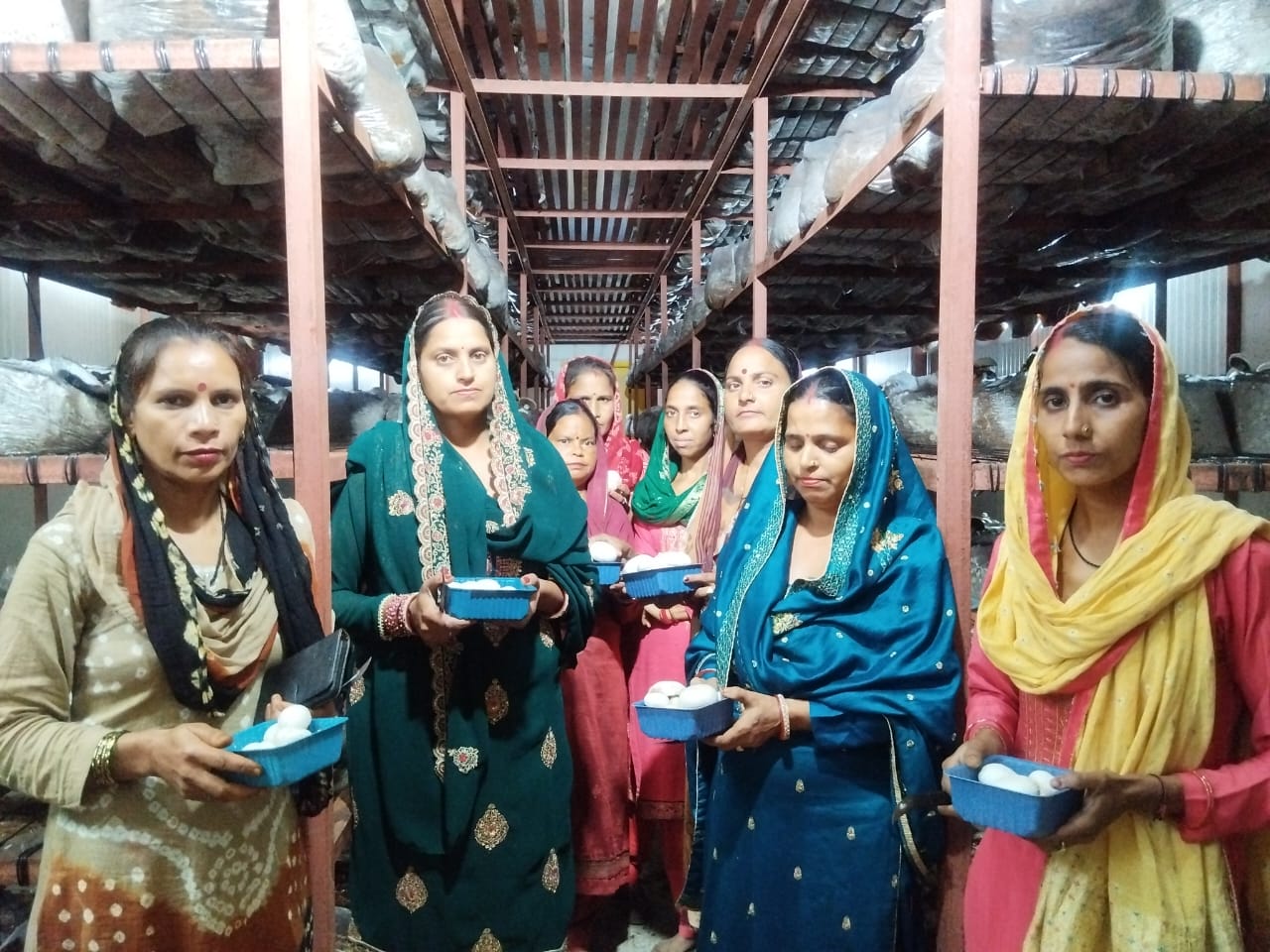 Himachal Mushroom Cultivation