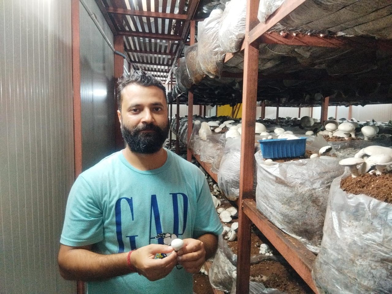 Himachal Mushroom Cultivation