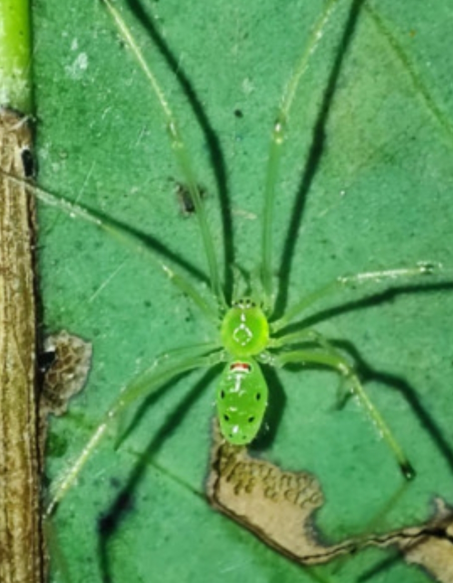 Himalayan Happy Face Spider