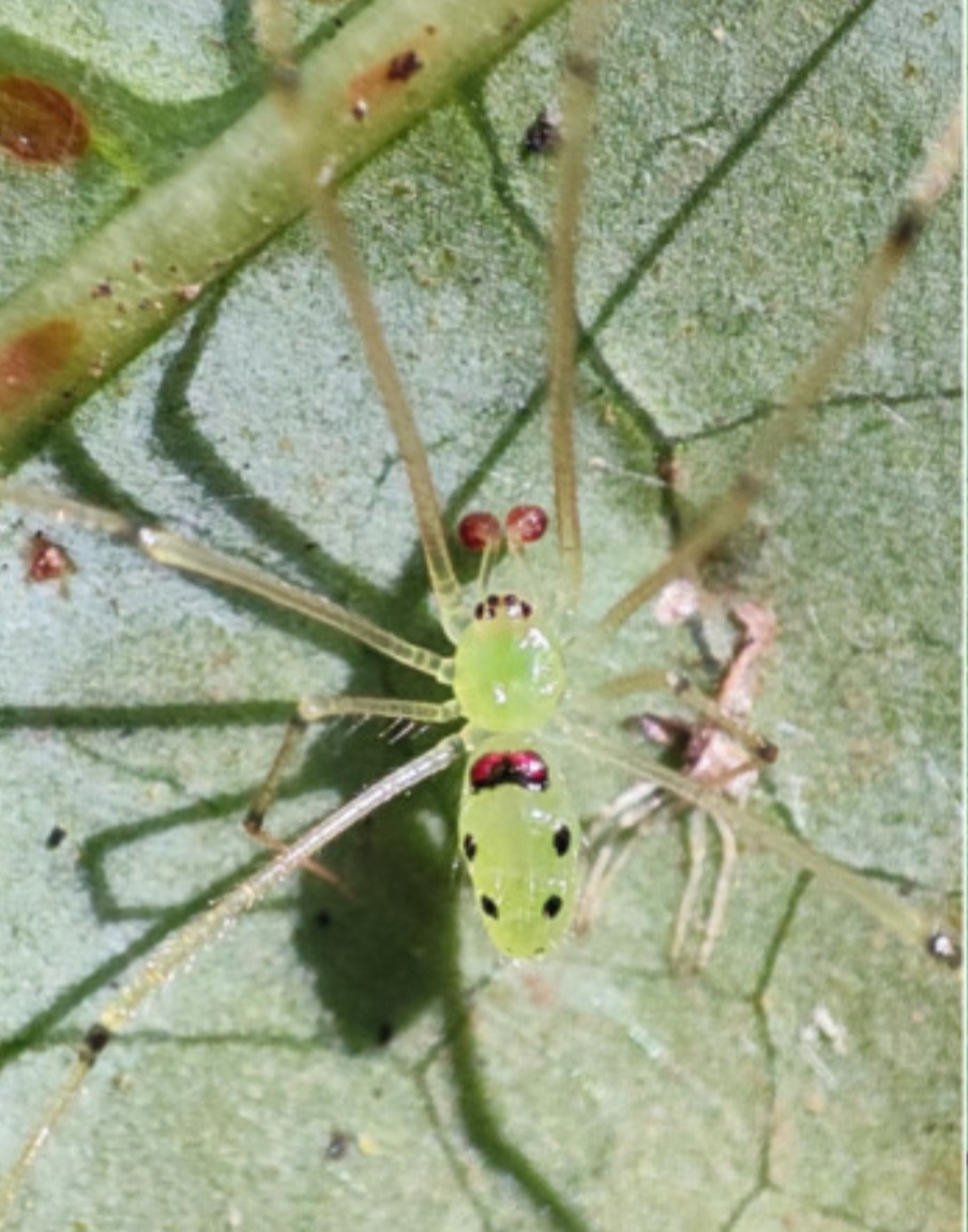 Himalayan Happy Face Spider