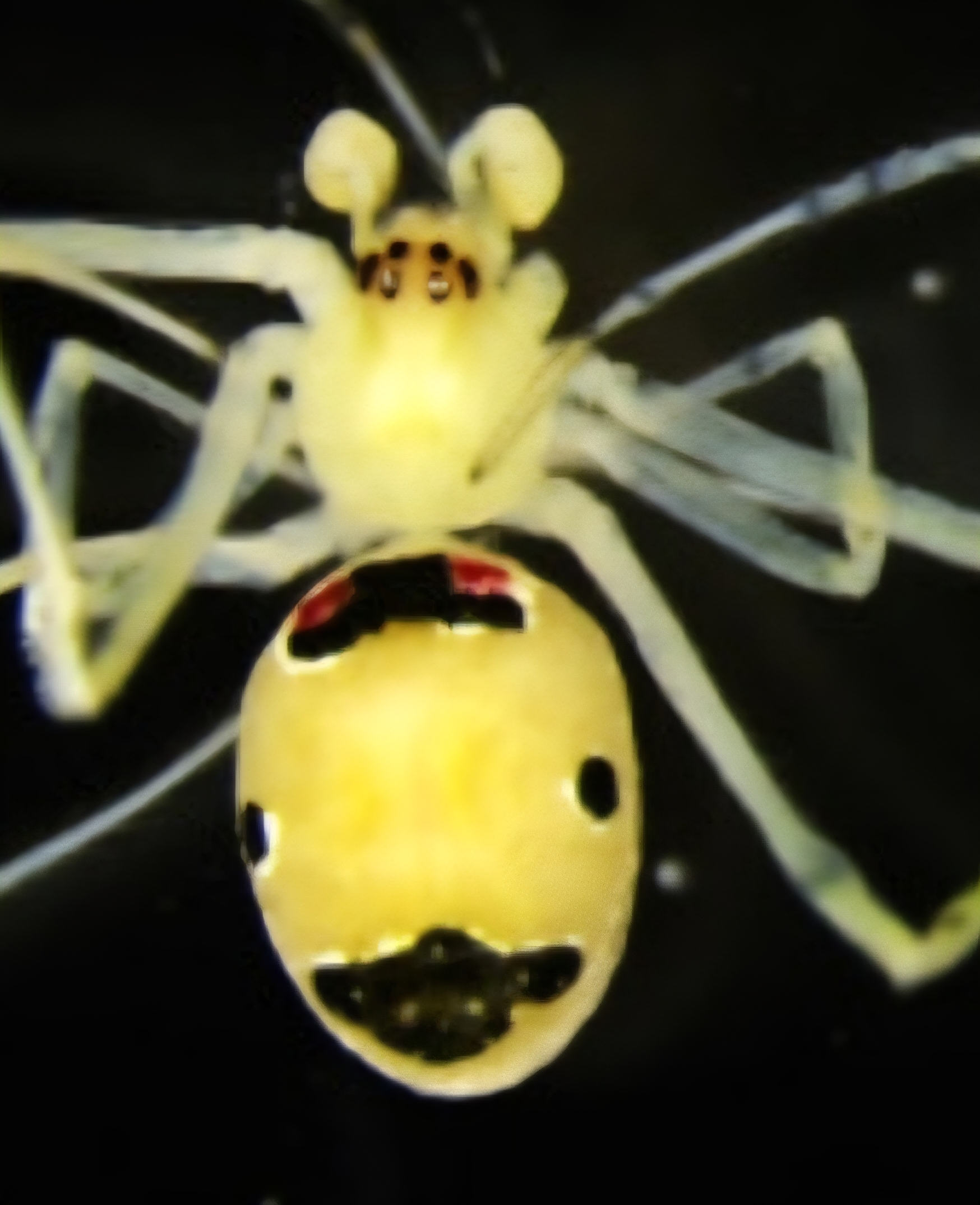 Himalayan Happy Face Spider