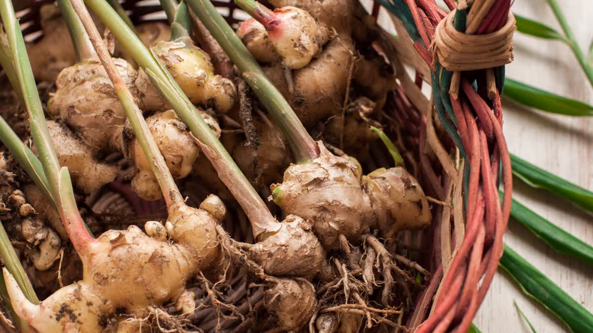 HEALTH BENEFITS GINGER JUICE  CONSUMING GINGER JUICE DAILY  GINGER FOR DIGESTION  GINGER SHOT BENEFITS