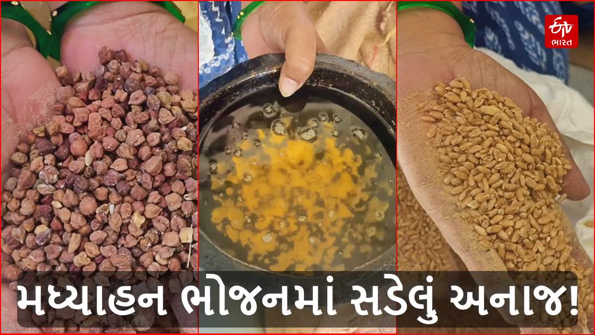 રિયાલિટી ચેકમાં સડેલું અને જીવાતવાળું અનાજ મળ્યું
