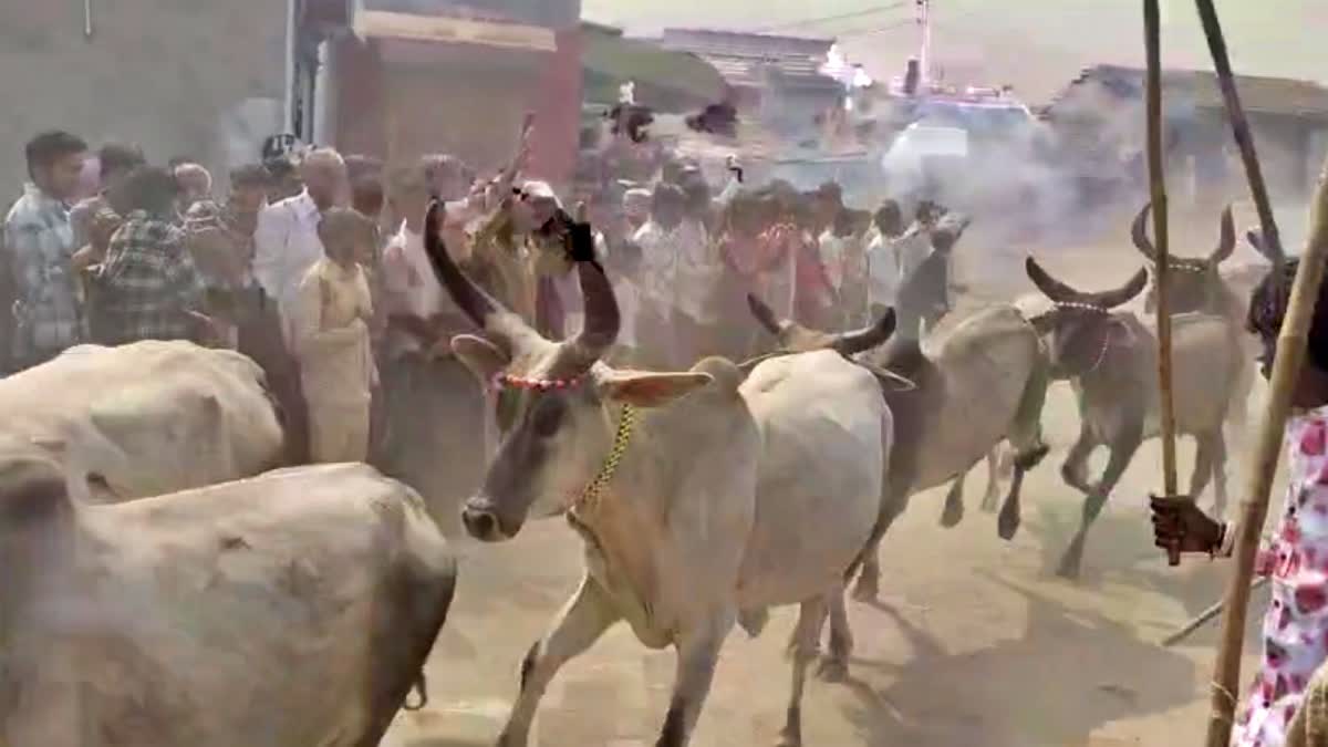 unique tradition of running cows on first day of Gujarati New Year in Patdi Surendranagar